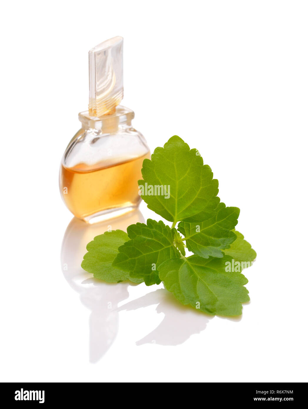 Patchouli sprig with essential oil. Isolated on white background. Stock Photo