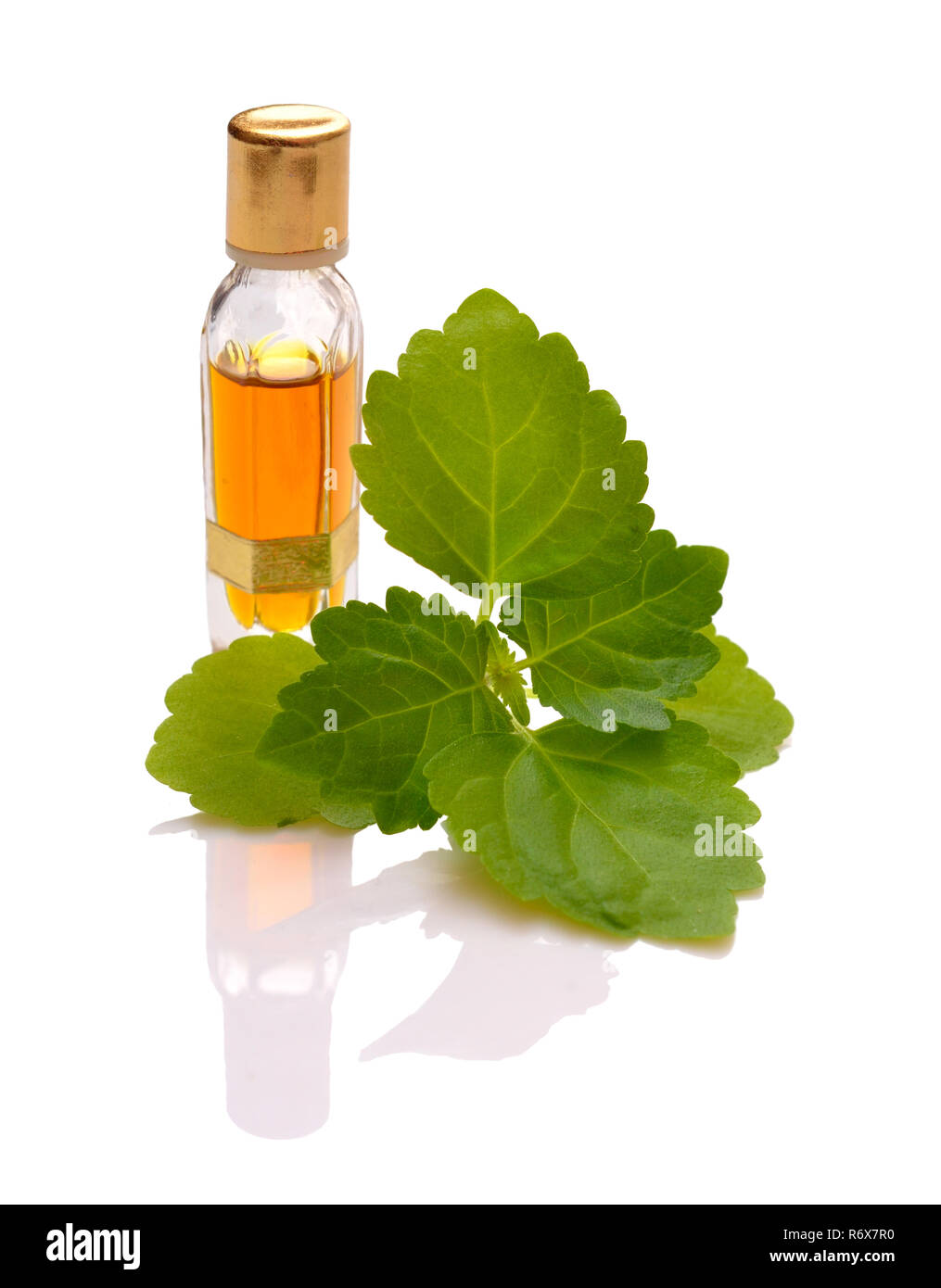 Patchouli sprig with essential oil. Isolated with reflection on white background. Stock Photo