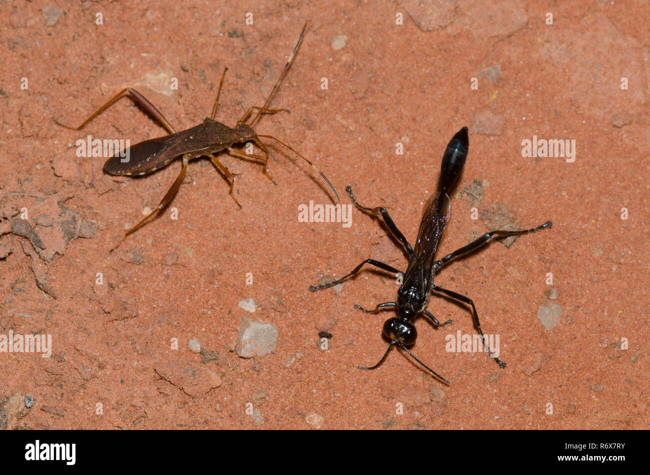 Broad-headed Bug, Megalotomus quinquespinosus, and Gold-marked Thread-waisted Wasp, Eremnophila aureonotata Stock Photo