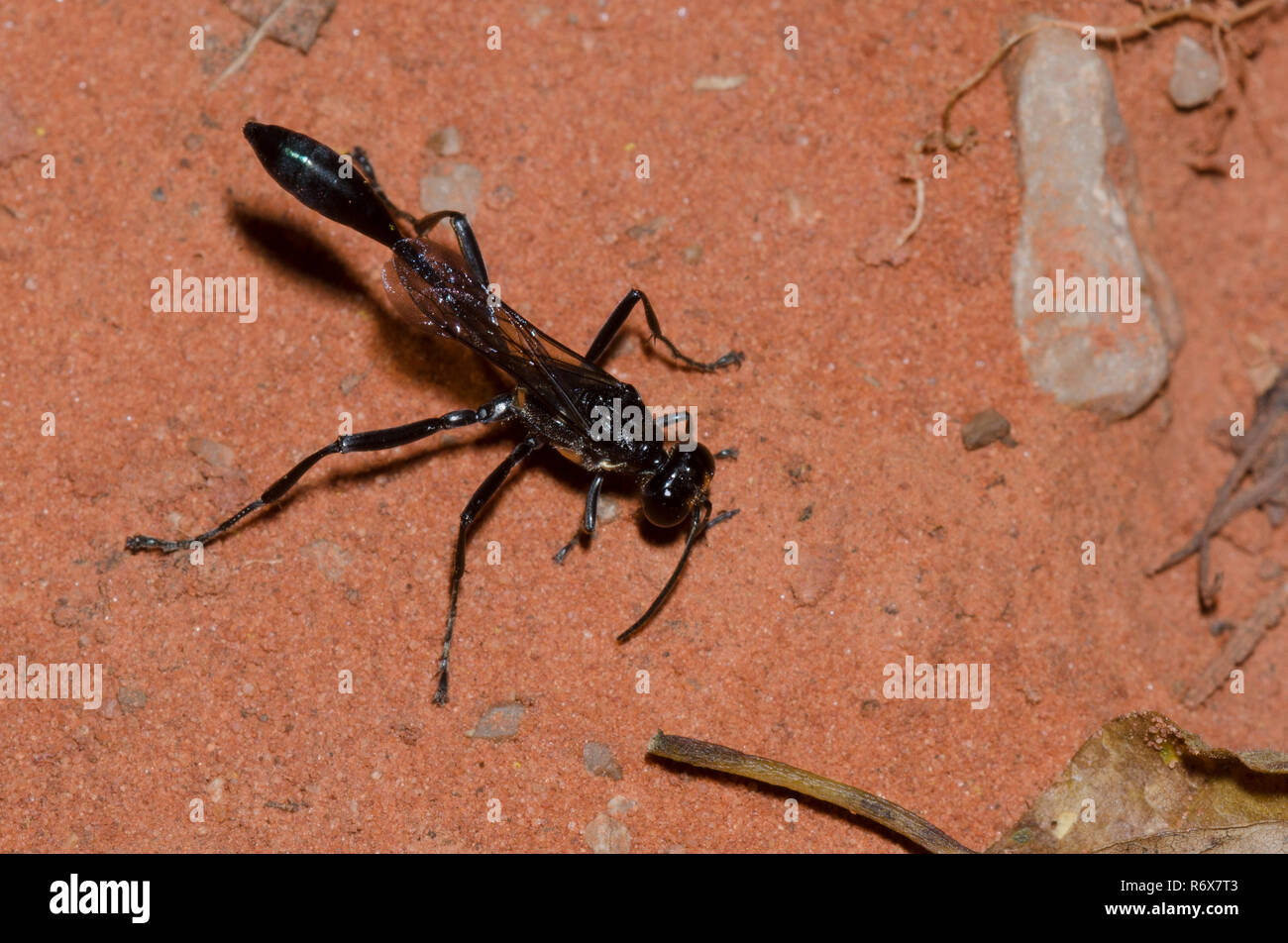 Gold-marked Thread-waisted Wasp, Eremnophila aureonotata Stock Photo