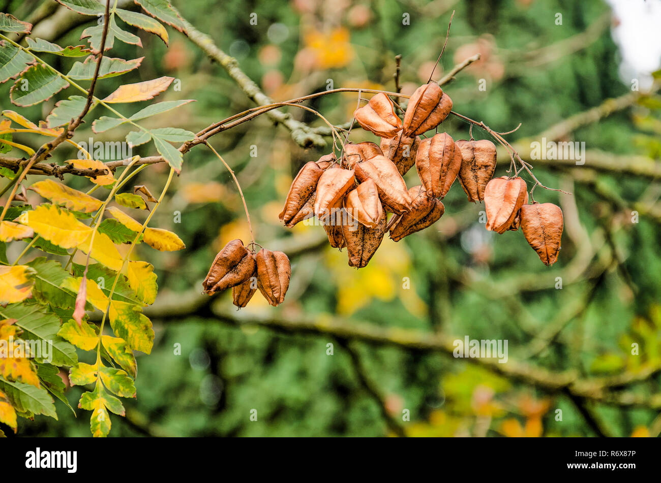 closeup of the brown seed pods of a varnish tree or koelreuteria