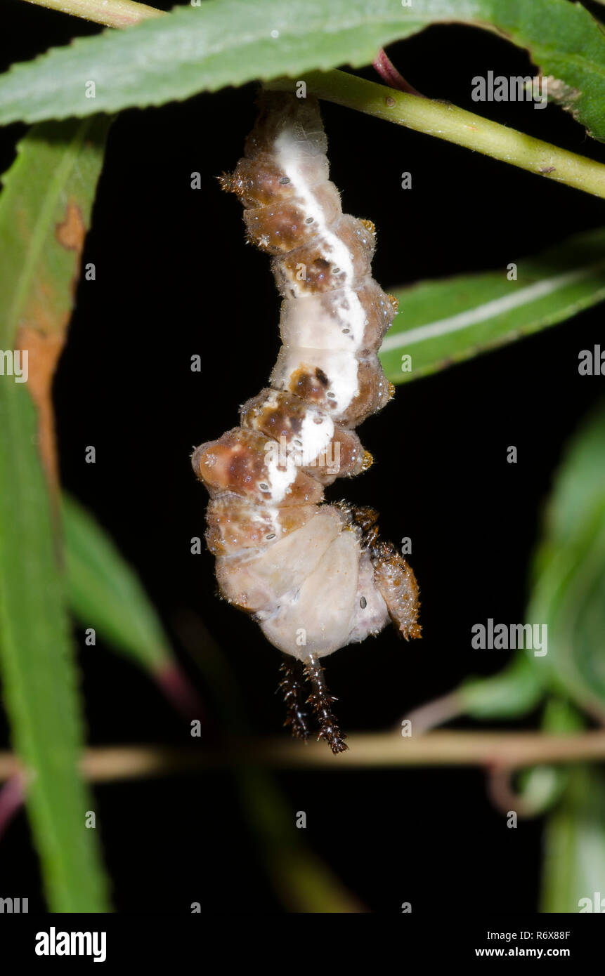 Viceroy, Limenitis archippus, pupating at night on black willow, Salix nigra Stock Photo