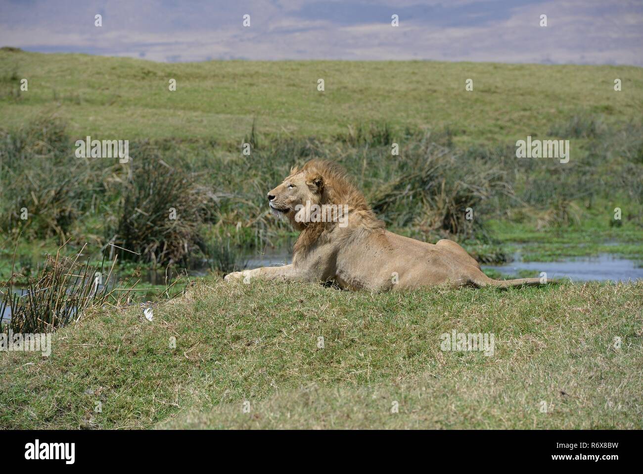 African Safari Wildlife in the Ngorongoro Crater of Tanzania. Stock Photo