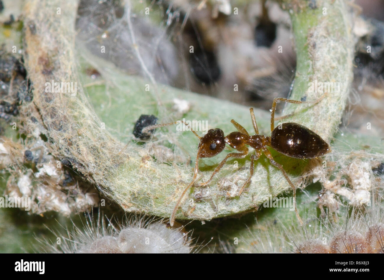 False Honey Ant, Prenolepis imparis Stock Photo Alamy