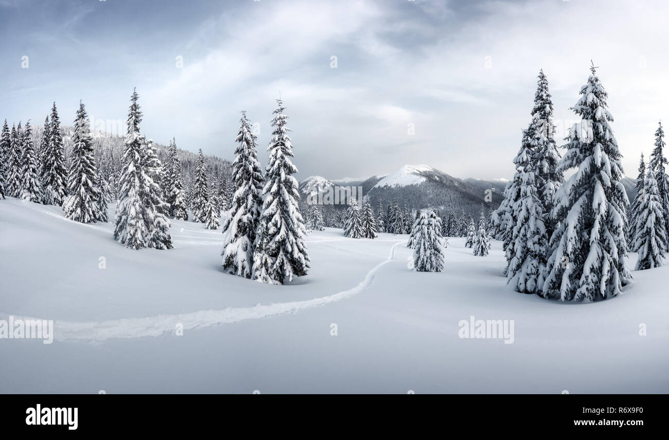Fantastic winter landscape with snowy trees. Carpathian mountains, Ukraine, Europe. Christmas holiday concept Stock Photo