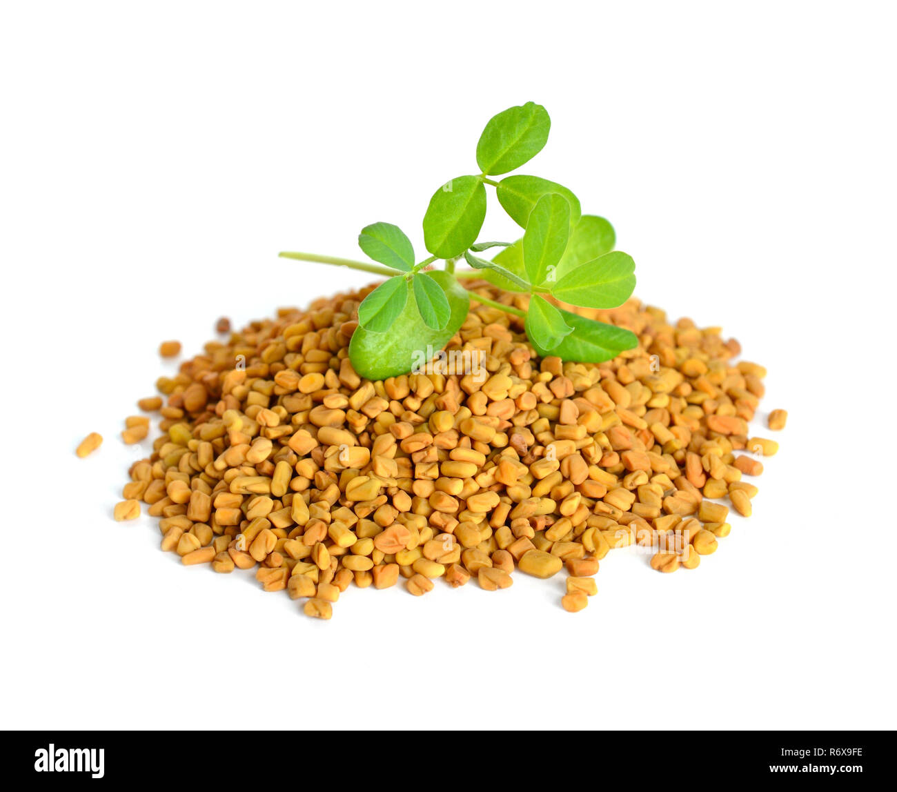 Fenugreek seed with sprout. (Trigonella foenum-graecum) Stock Photo