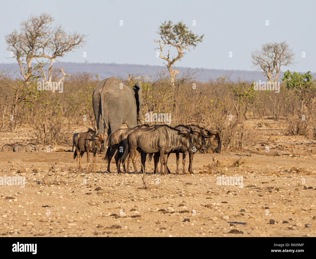 Wildebe A group of Blue Wildebeest in Southern African savanna Stock Photo - Alamy