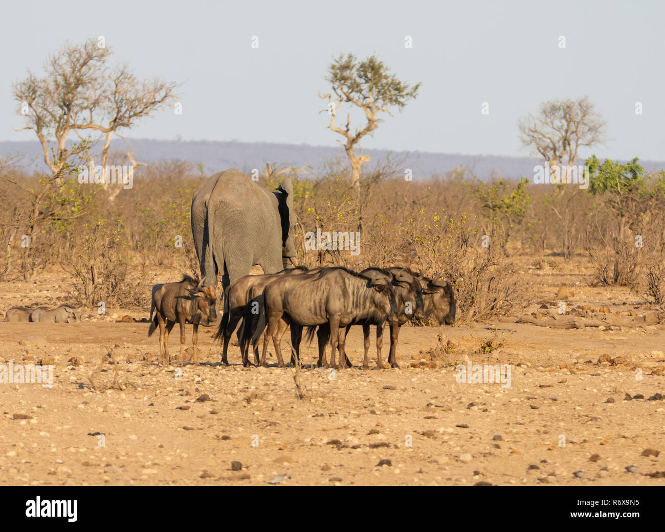 Wildebe A group of Blue Wildebeest in Southern African savanna Stock Photo - Alamy