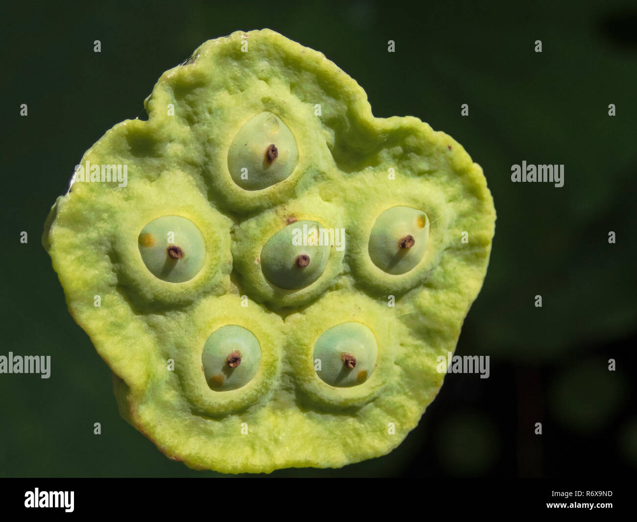 Close up details of an aquatic plant called a lotus pod with a dark background in summertime. Stock Photo