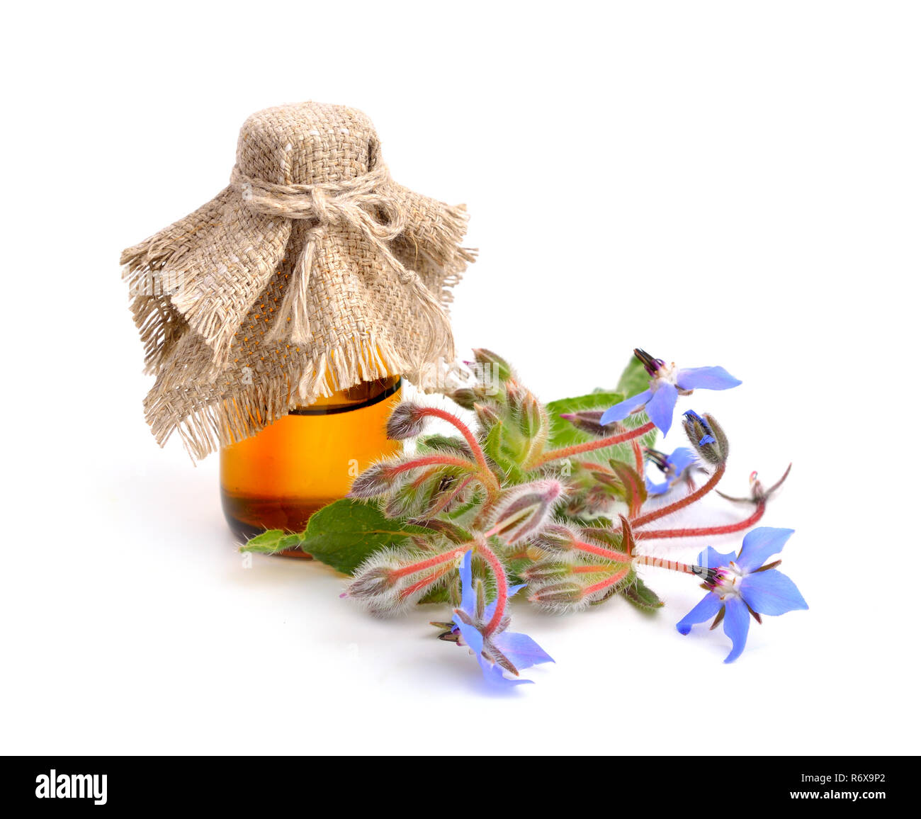 Borage flowers with pharmaceutical bottle. Stock Photo