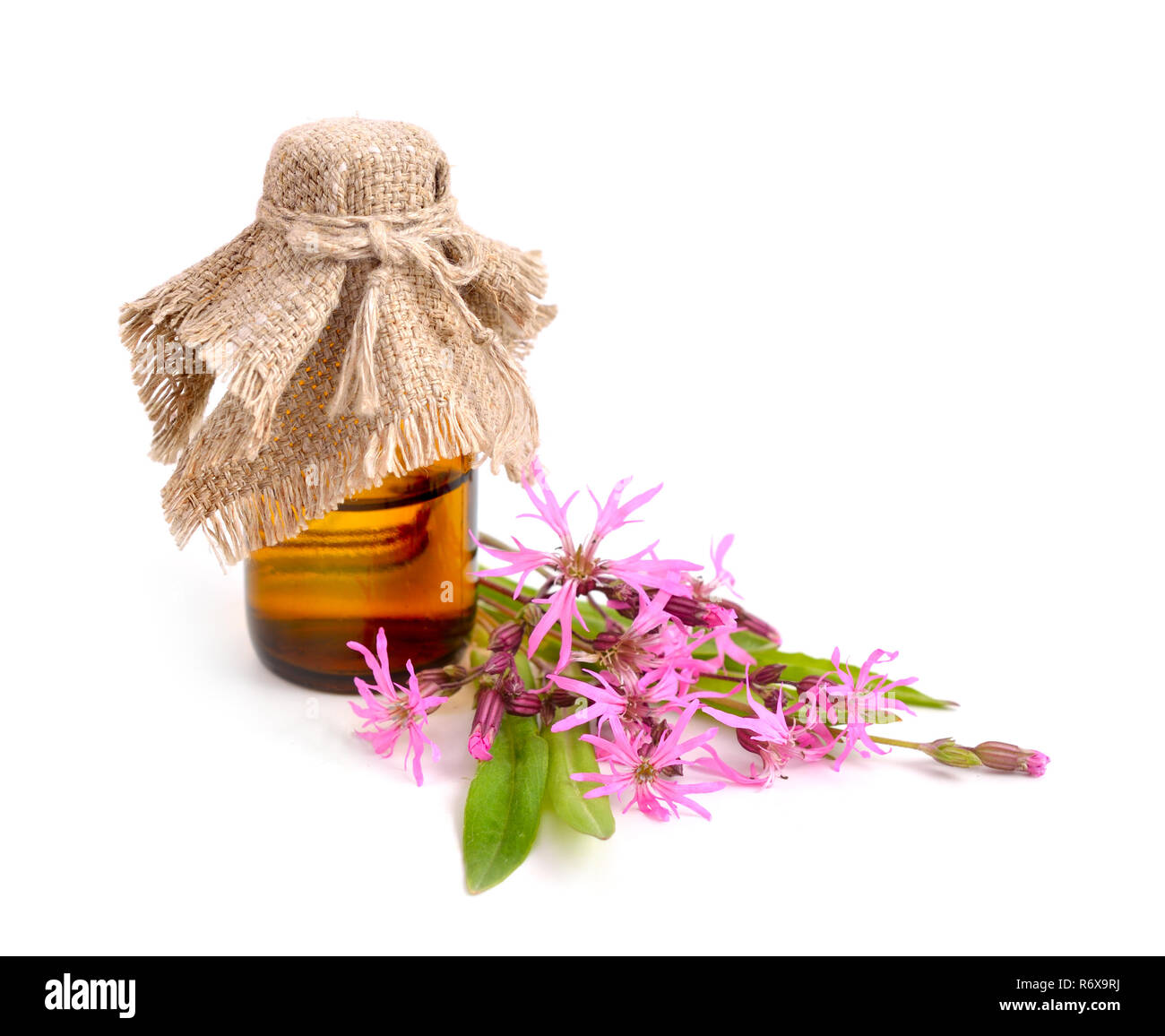 Lychnis flos-cuculi, commonly called Ragged-Robin. Stock Photo