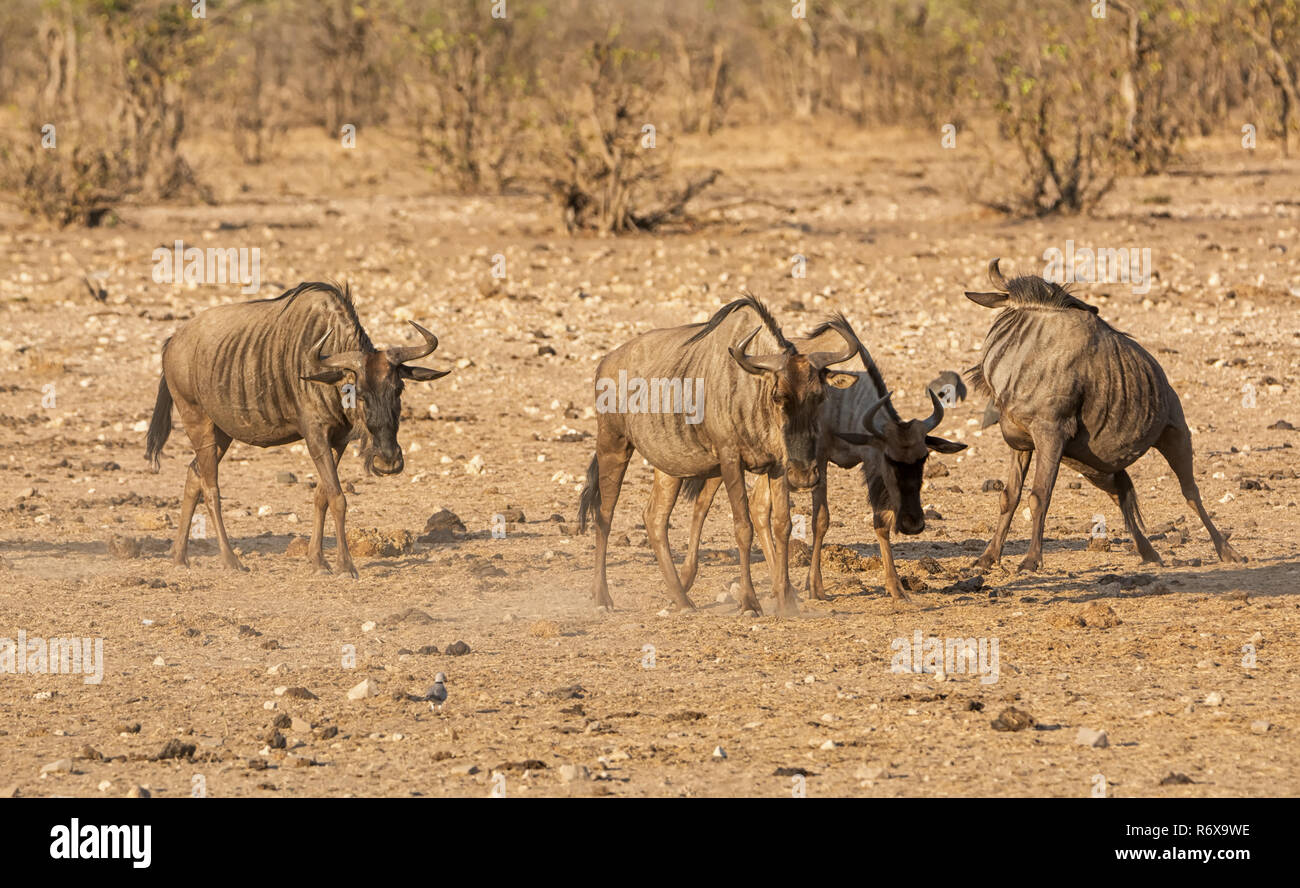 Wildebe A group of Blue Wildebeest in Southern African savanna Stock Photo - Alamy