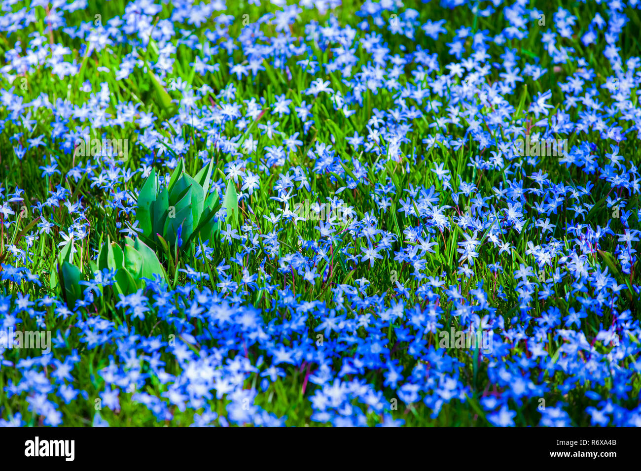 Garden of blue flowers Stock Photo - Alamy