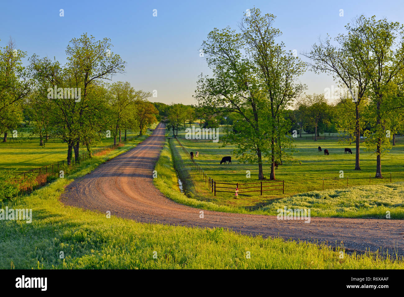 Pecan trees cattle near Route 66 and S 449 Ave dirt road, DePew, Oklahoma, USA Stock Photo
