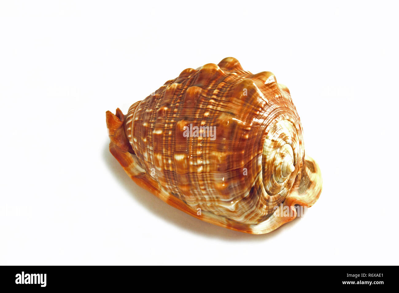The horned helmet (Cassis cornuta) is one of the biggest sea snails. This 30 cm shell was found in the Indian pacific. Isolated studio photograph on w Stock Photo