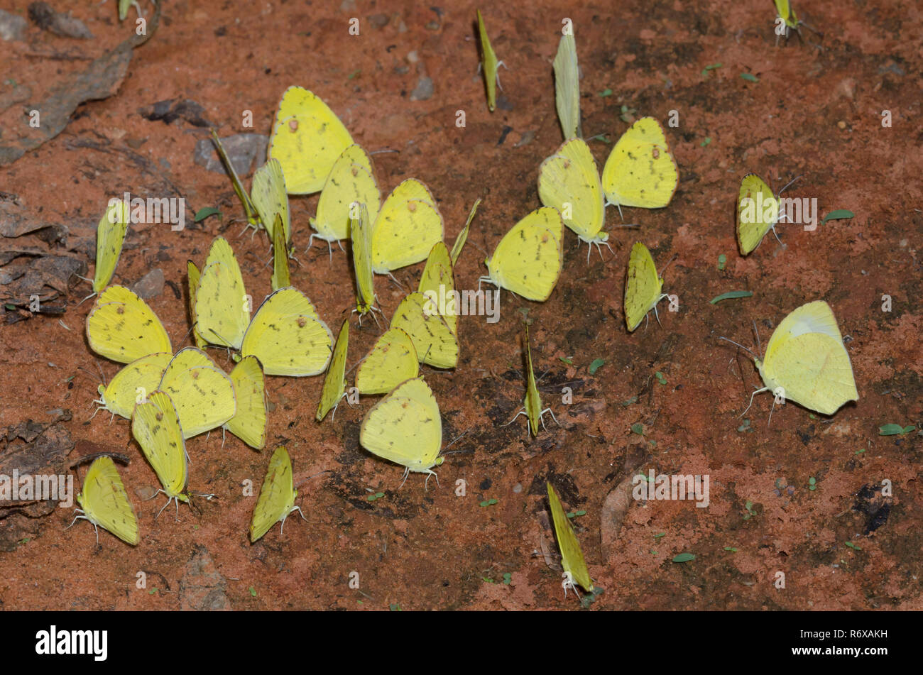 Mud-puddling yellows, Little Yellows, Pyrisitia lisa and Mexican Yellows, Eurema mexicana Stock Photo