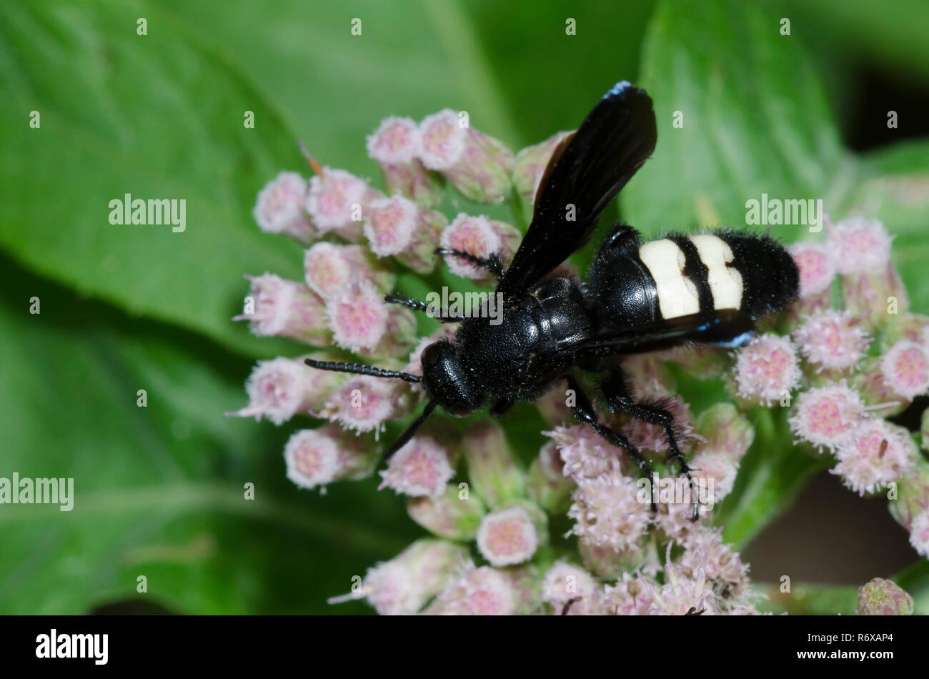 Scolia bicincta (Scolia bicincta) - Picture Insect