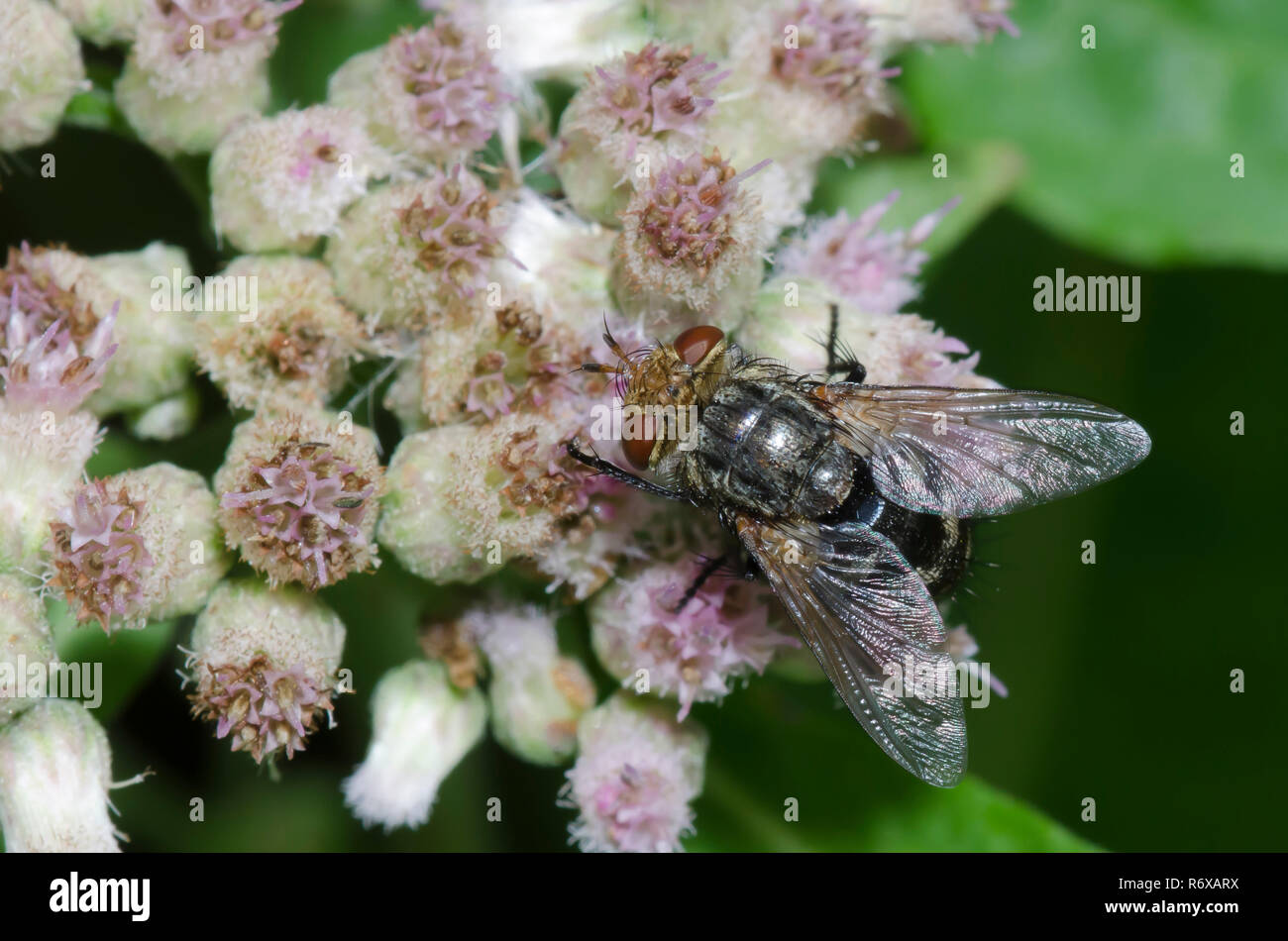 Tachinid Fly, Family Tachinidae, on Saltmarsh Fleabane, Pluchea odorata Stock Photo