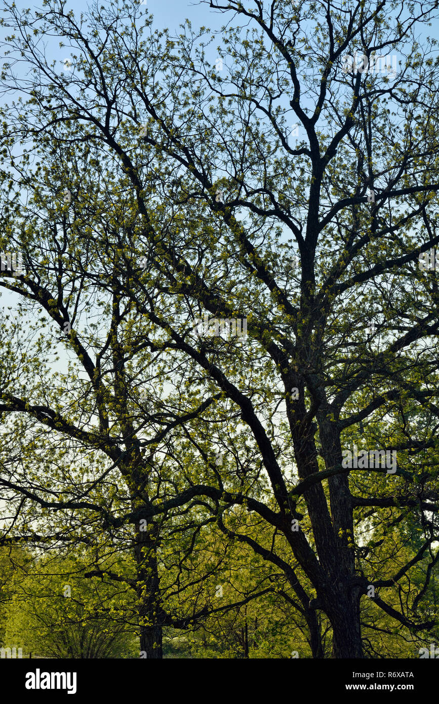 Pecan trees hires stock photography and images Alamy