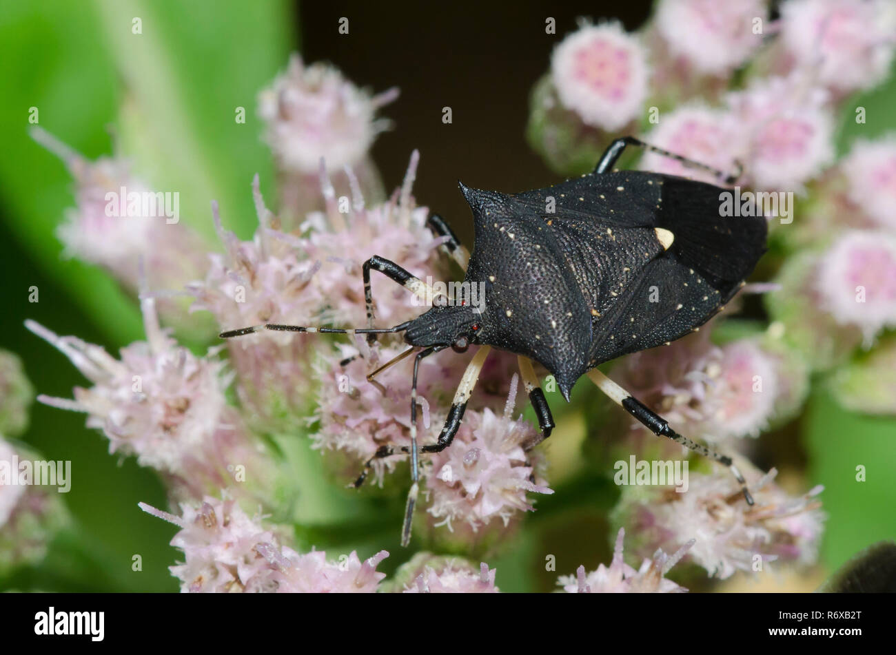 Black Stink Bug, Proxys punctulatus, on Saltmarsh Fleabane, Pluchea odorata Stock Photo