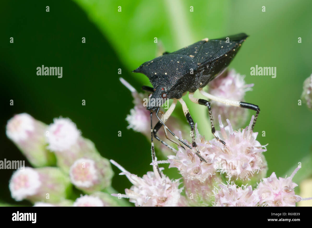 Black Stink Bug, Proxys punctulatus, on Saltmarsh Fleabane, Pluchea odorata Stock Photo