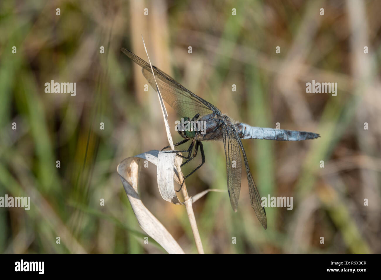 Blue dragonfly on the reed Stock Photo