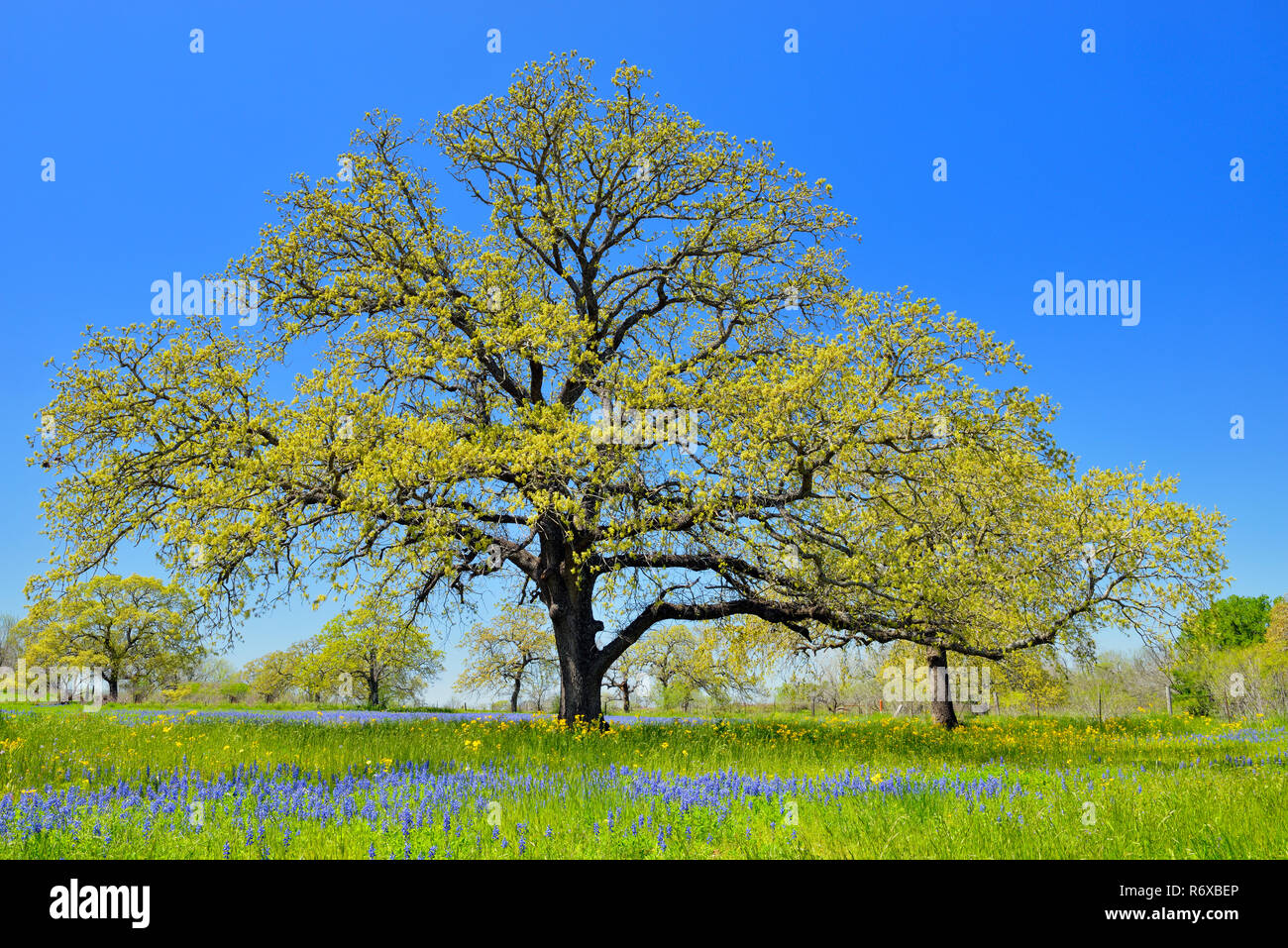 Roadside wildflowers featuring oak tree and Seguin, Texas