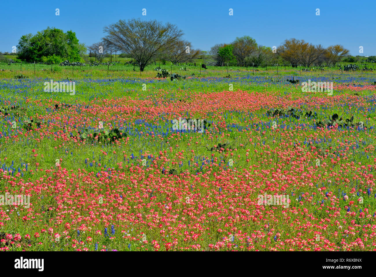 Roadside wildflowers featuring paintbrush, cactus and bluebonnets, Hwy 97 near Stockdale, Texas, USA Stock Photo