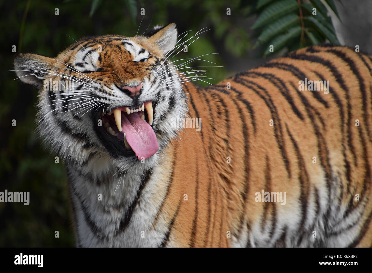 Close up portrait of Siberian Amur tiger Stock Photo - Alamy