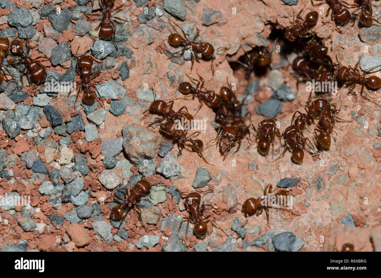 Red Harvester Ants, Pogonomyrmex barbatus, at nest entrance Stock Photo
