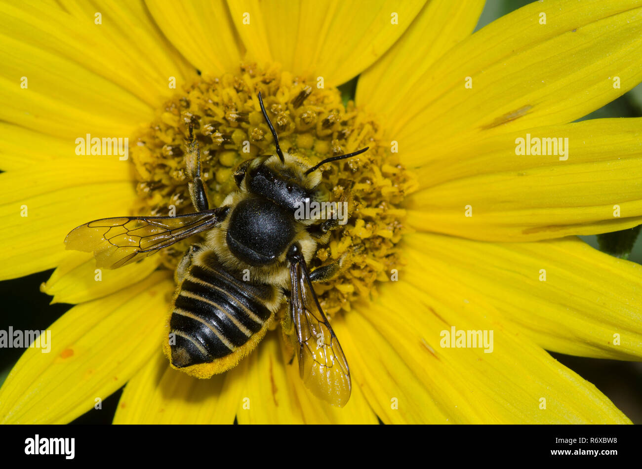 Leafcutter Bee, Megachile parallela, foraging on Maximilian sunflower, Helianthus maximiliani Stock Photo
