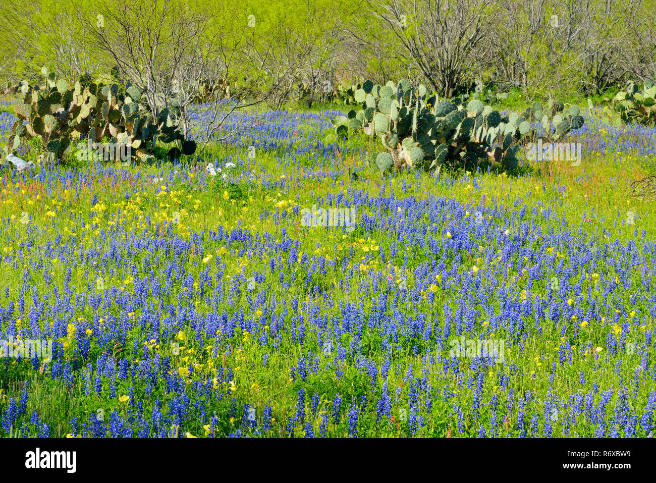 Prickly pear cactus and bluebonnets , FM 2504 near Somerset, Texas, USA Stock Photo