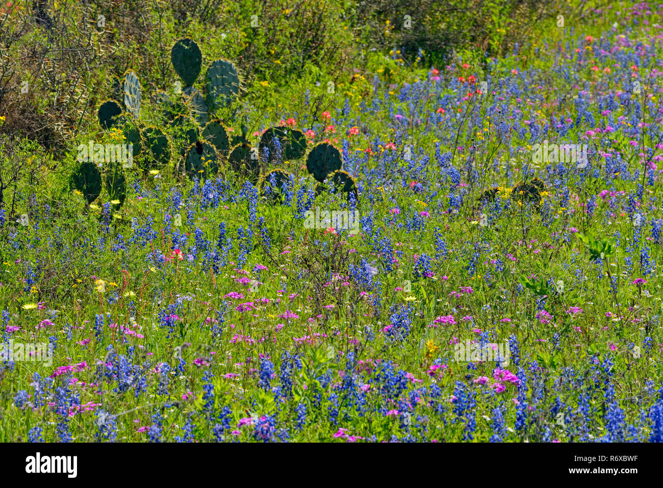 Roadside wildflowers- bluebonnets surrounding prickly pear cactus, FM 476 near Poteet, Texas, USA Stock Photo