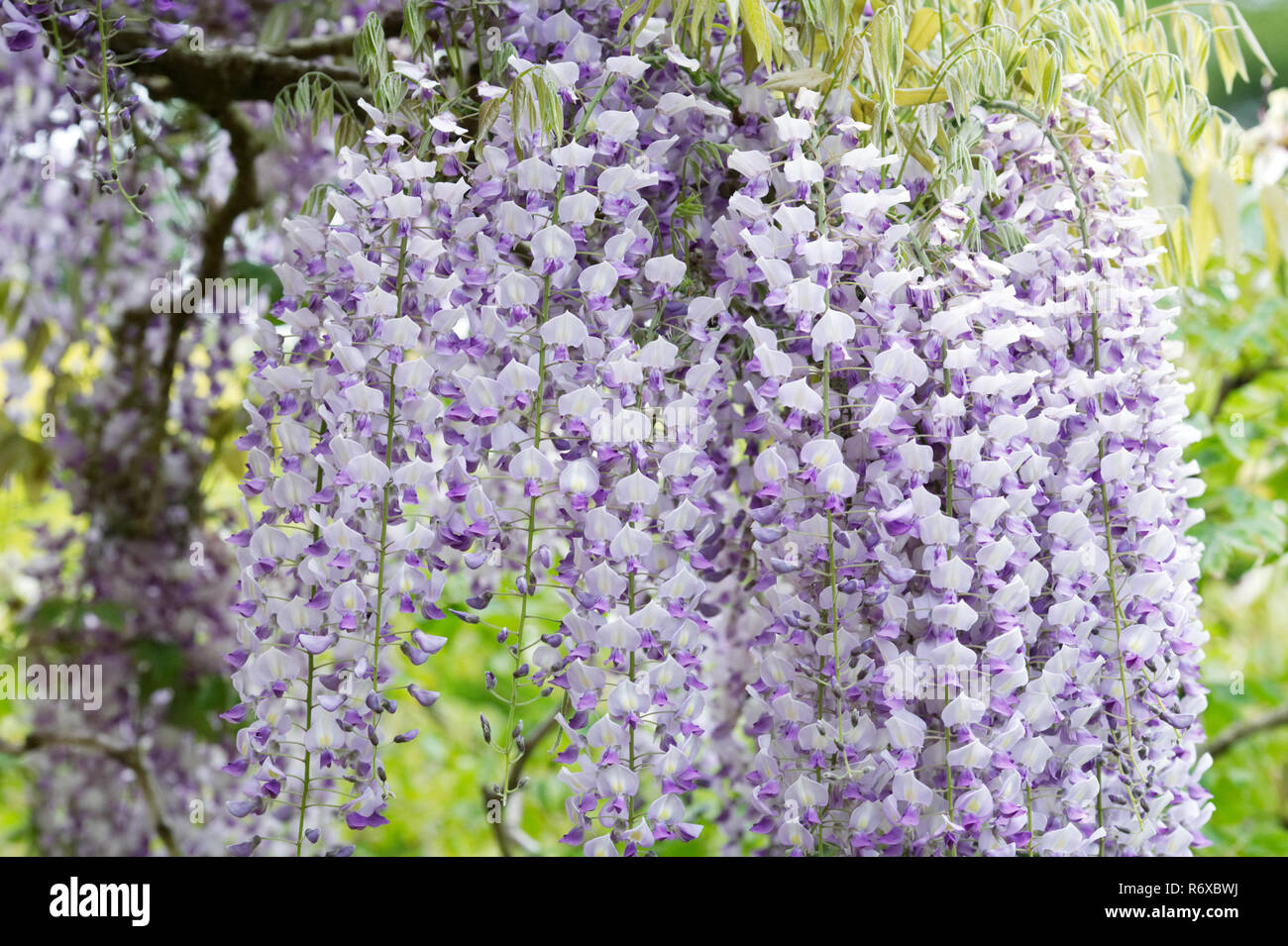 Wisteria floribunda 'Domino' flowers. Stock Photo
