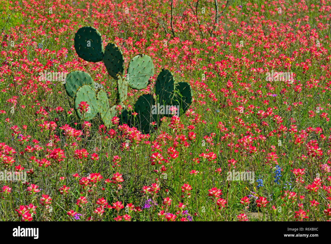 Texas paintbrush and prickly pear cactus, FM 2504 near Somerset, Texas, USA Stock Photo