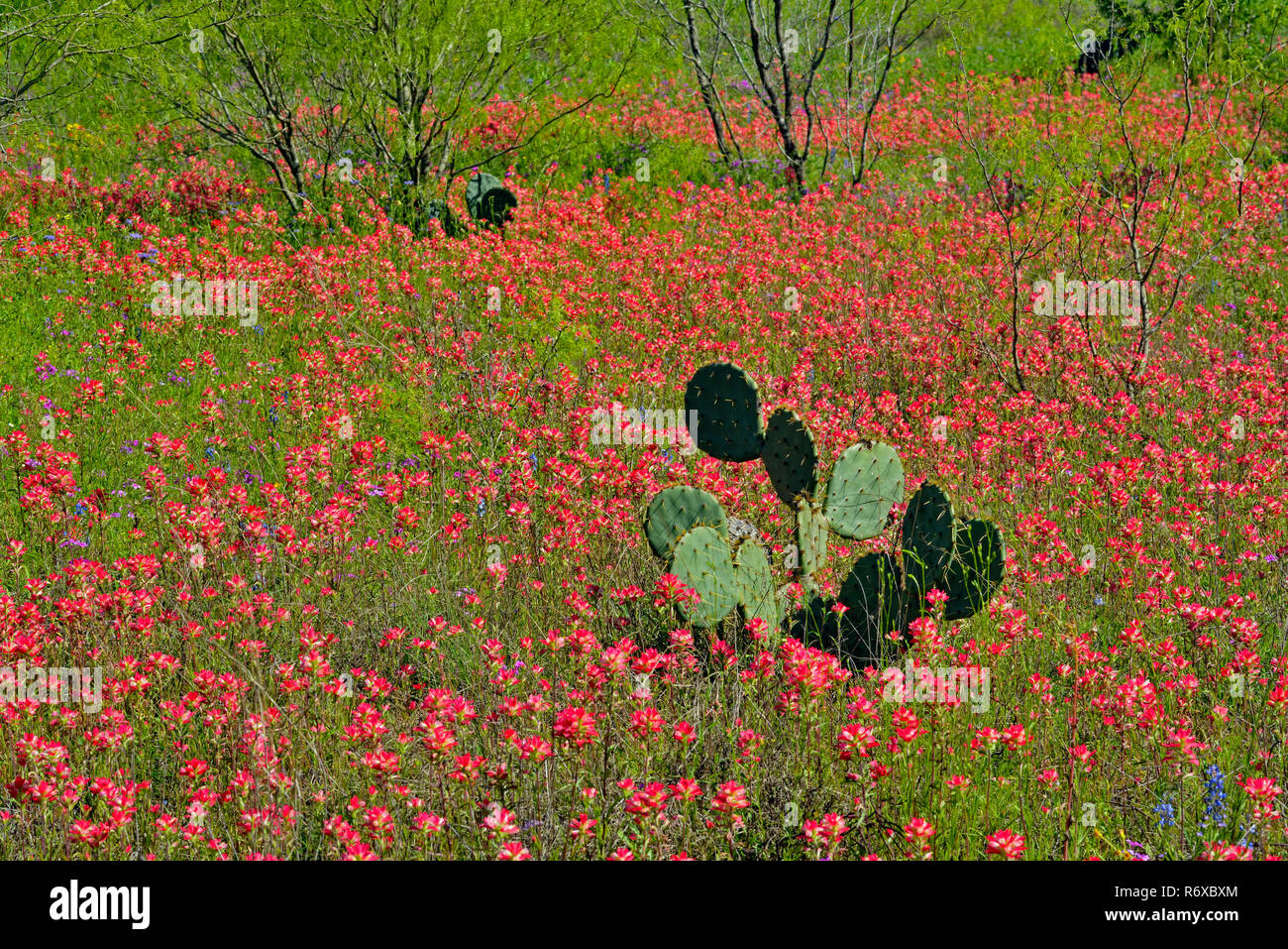 Texas paintbrush and prickly pear cactus, FM 2504 near Somerset, Texas, USA Stock Photo