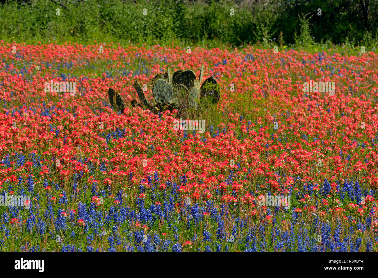 Roadside wildflowers- paintbrush and bluebonnets surrounding prickly pear cactus, FM 476 near Poteet, Texas, USA Stock Photo