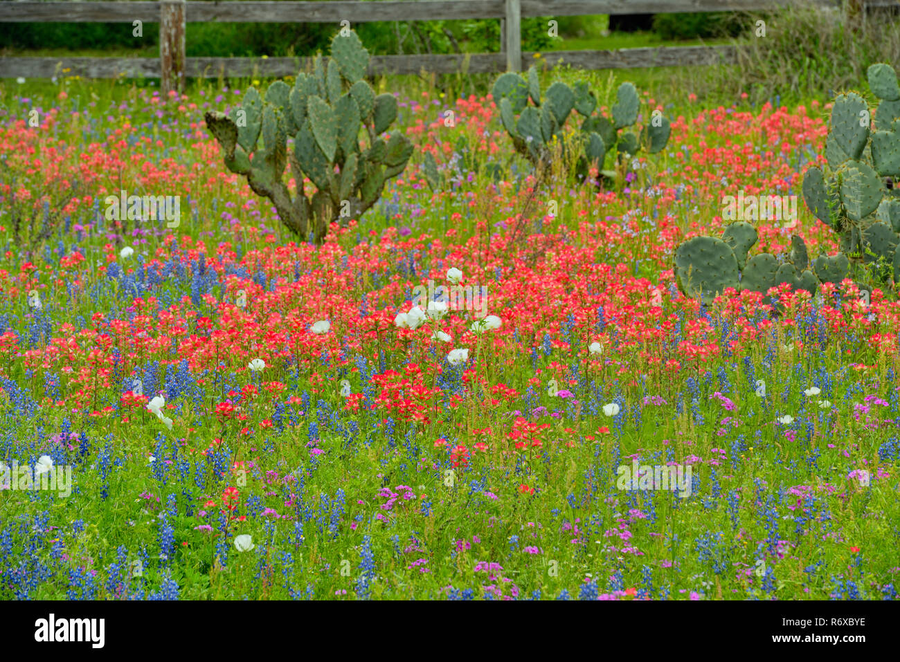 Texas wildflowers in bloom- cactus and paintbrush and bluebonnets, Somerset, Texas, USA Stock Photo