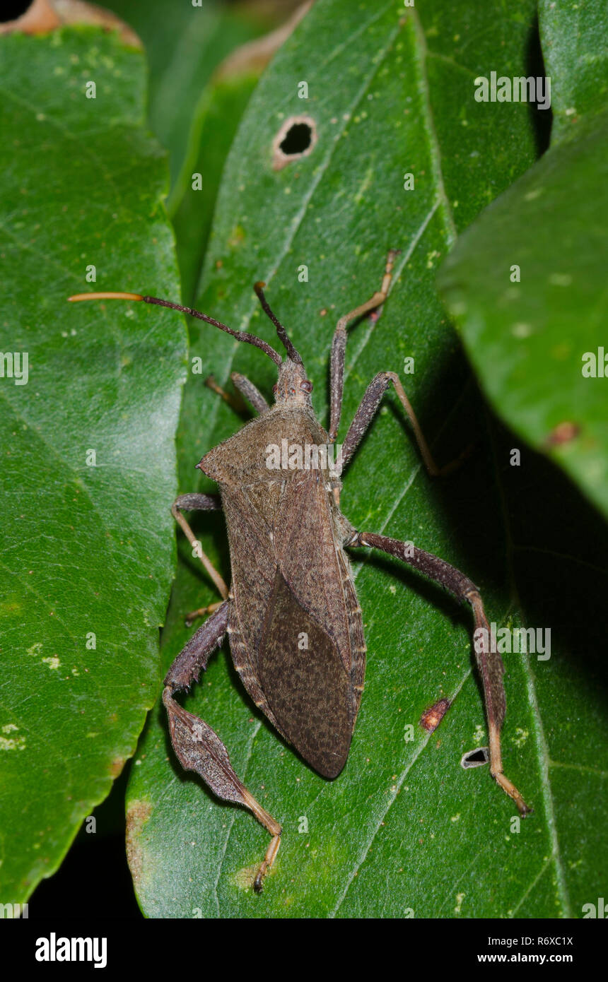 Leaffooted Bug, Acanthocephala terminalis Stock Photo Alamy