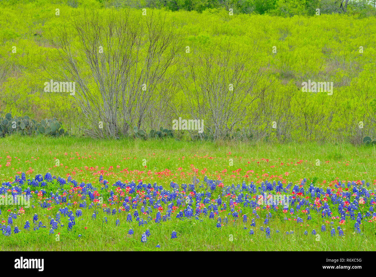 Texas wildflowers in bloom and paintbrush, Seguin, Texas
