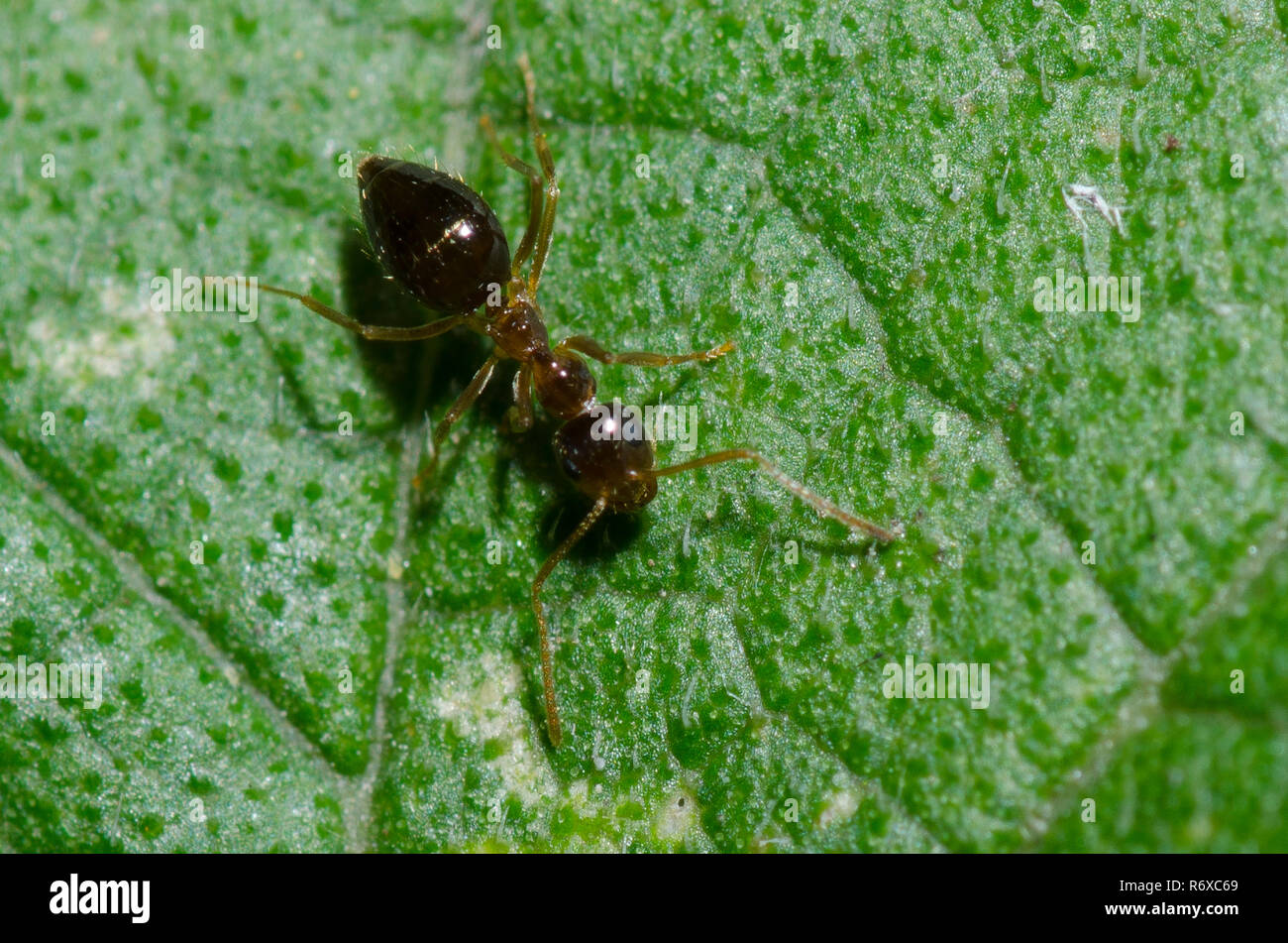 False Honey Ant, Prenolepis imparis Stock Photo