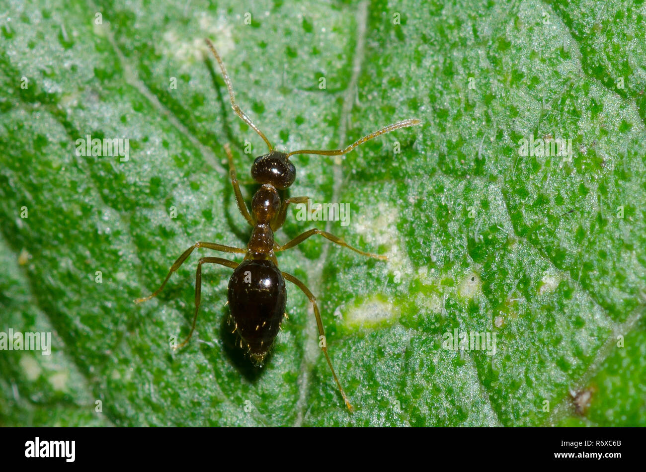 False Honey Ant, Prenolepis imparis Stock Photo Alamy