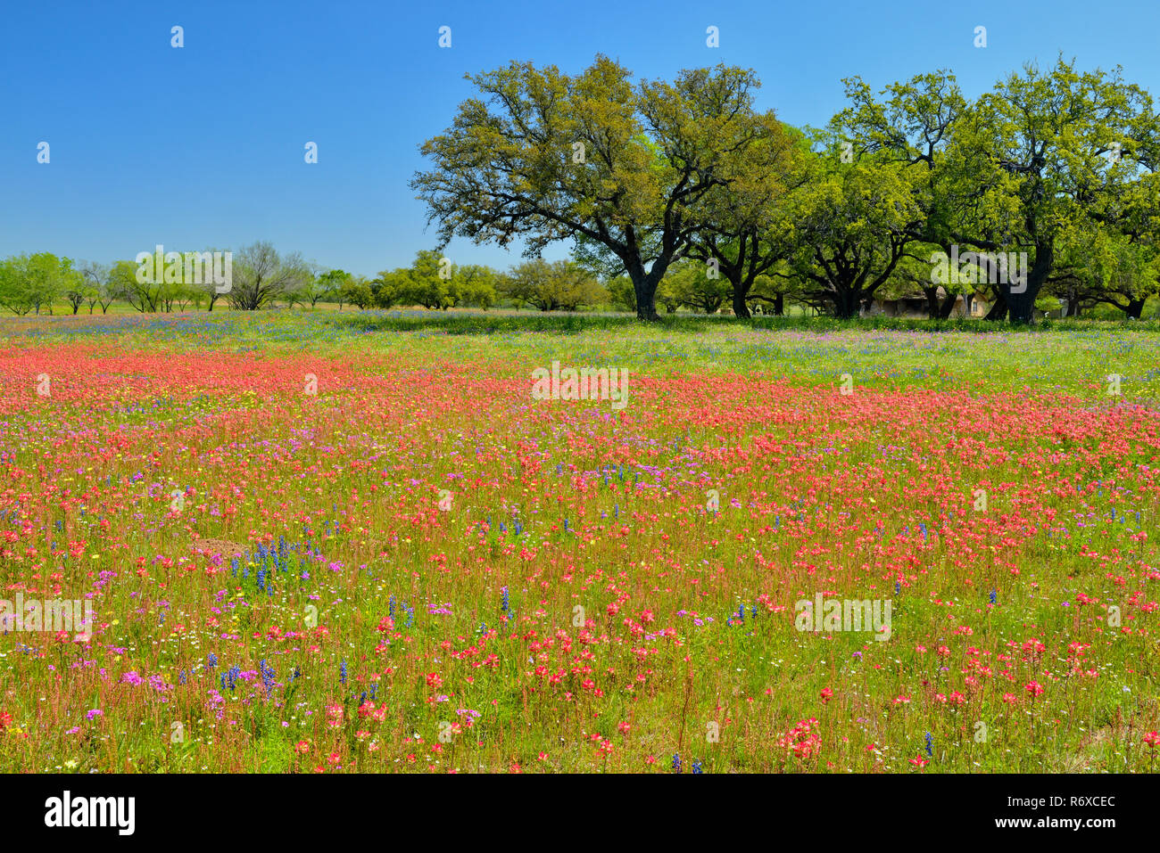 Oak trees and Texas wildflowers- paintbrush, phlox and bluebonnets, FM 476 near Poteet, Texas, USA Stock Photo