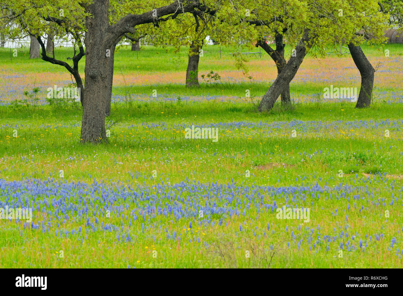 Texas wildflowers in bloom oak trees and Seguin, Texas