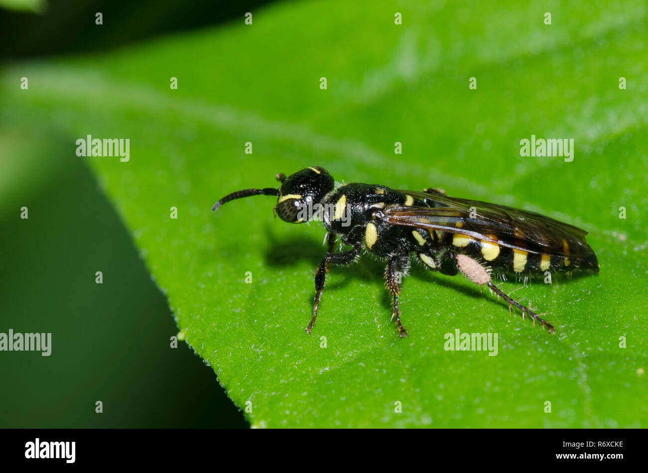 Thynnid Wasp, Myzinum maculatum, female Stock Photo