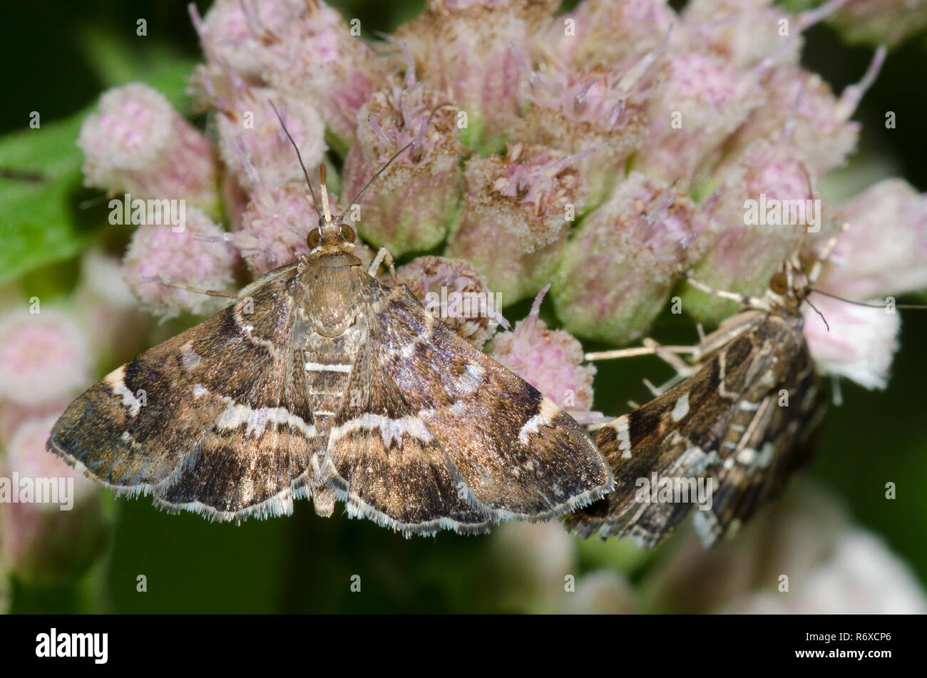 Spotted Beet Webworm Moth, Hymenia perspectalis, on Saltmarsh Fleabane, Pluchea odorata Stock Photo