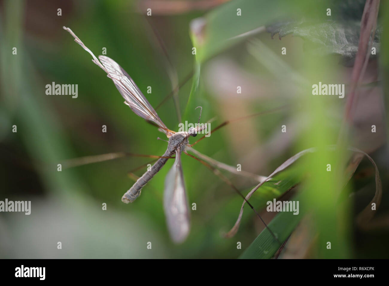 Hidden mosquito in an European meadow Stock Photo