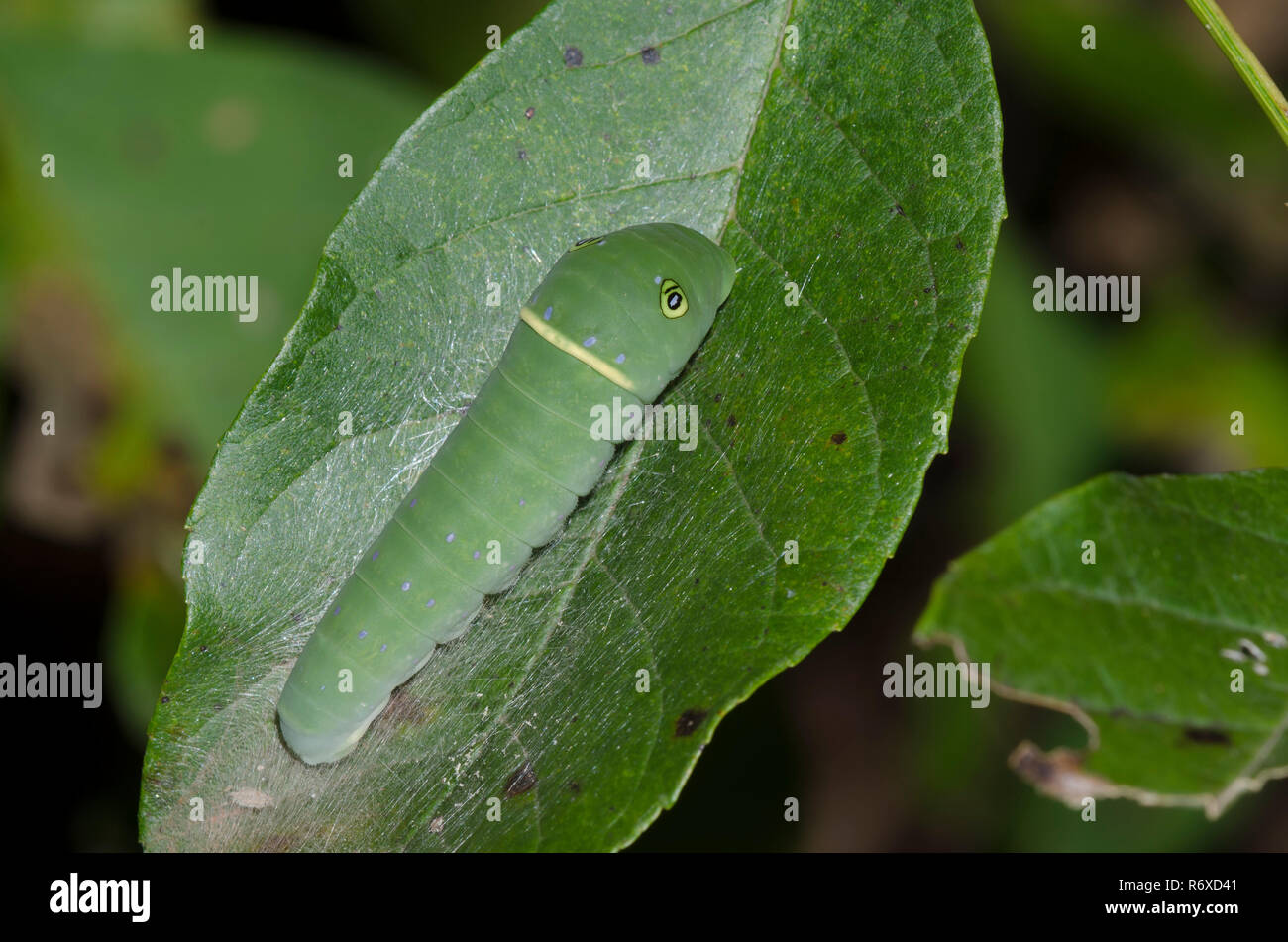 Eastern Tiger Swallowtail, Pterourus glaucus, caterpillar on green ash, Fraxinus pennsylvanica Stock Photo