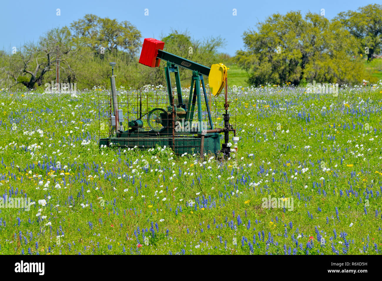 Oil pump in a wildflower field, FM 476 near Somerset, Texas, USA Stock Photo