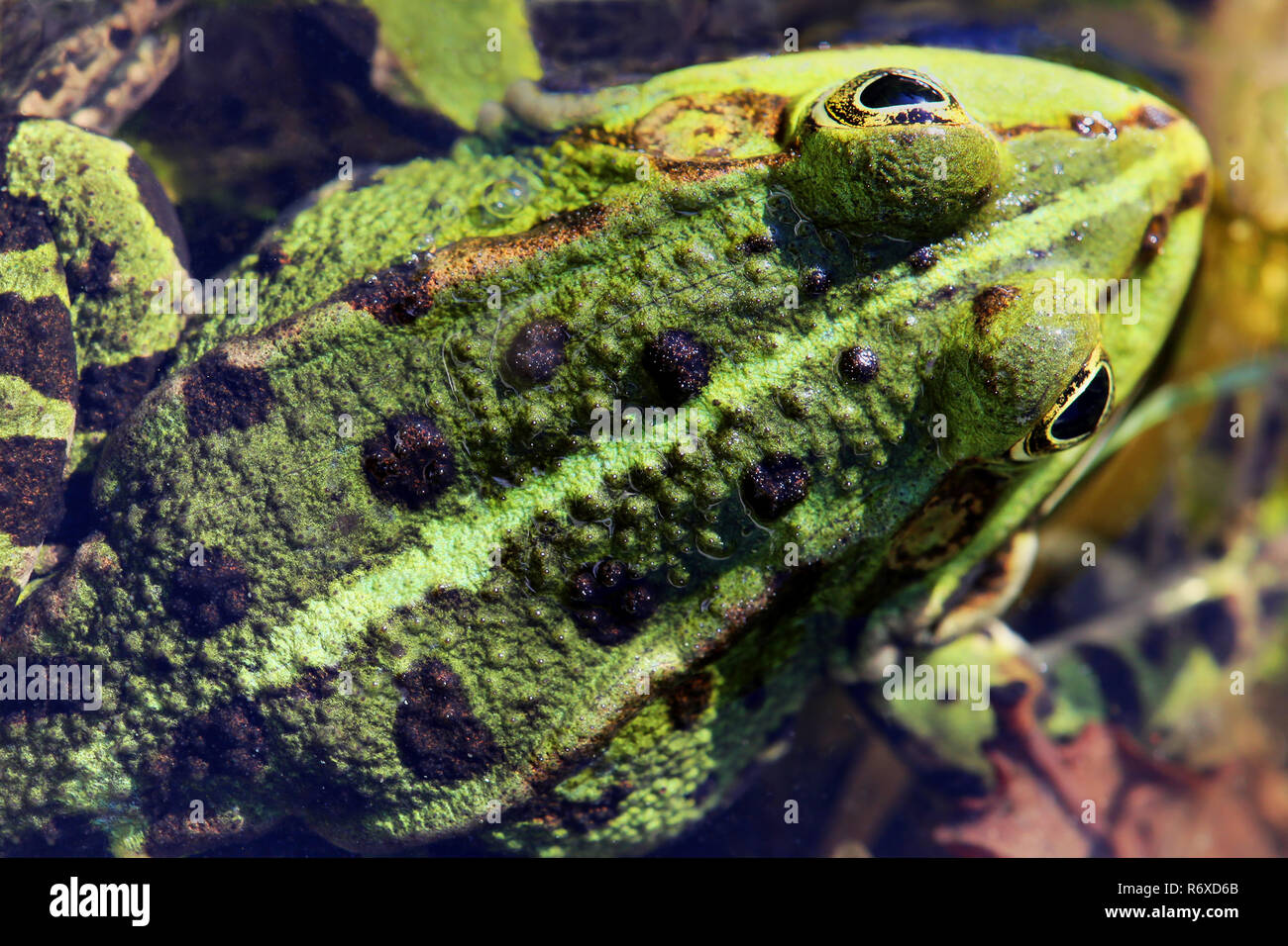 pond frog rana esculenta format filling Stock Photo